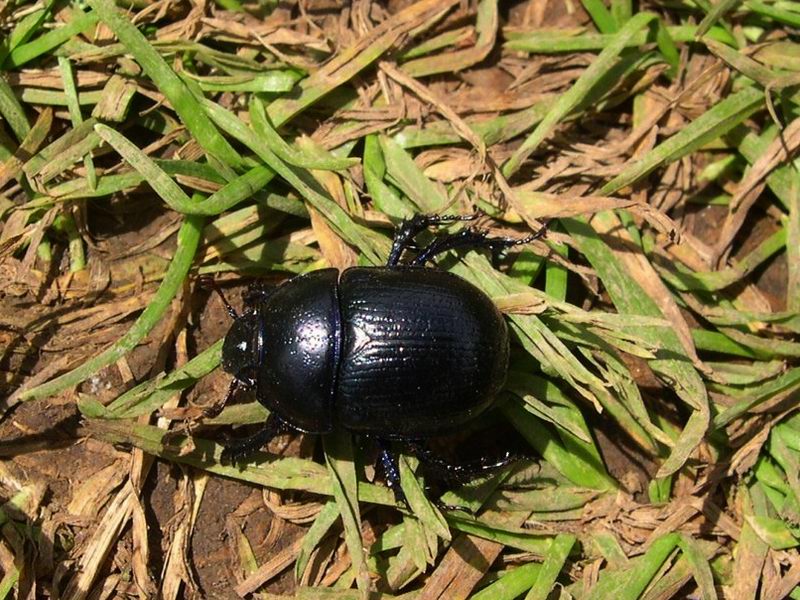 Coleottero Geotrupidae:  Anoplotrupes stercorosus